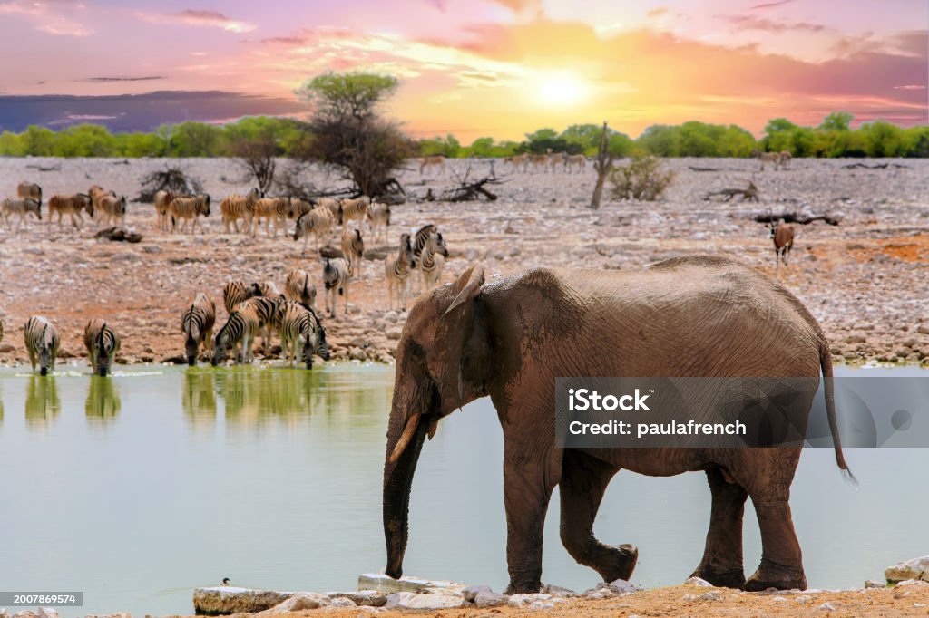Etosha National Park